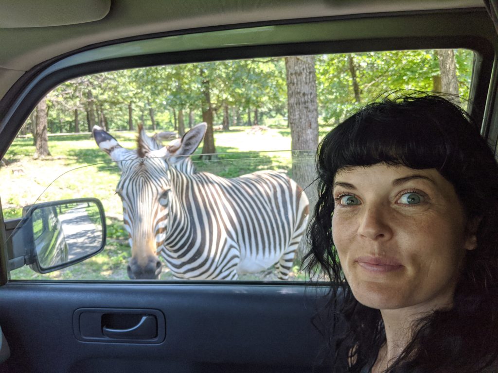 Route 66 Road Trip: Wild Animal Safari in Strafford, MO